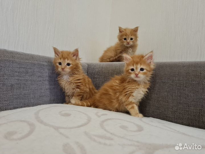 Сибирские котята