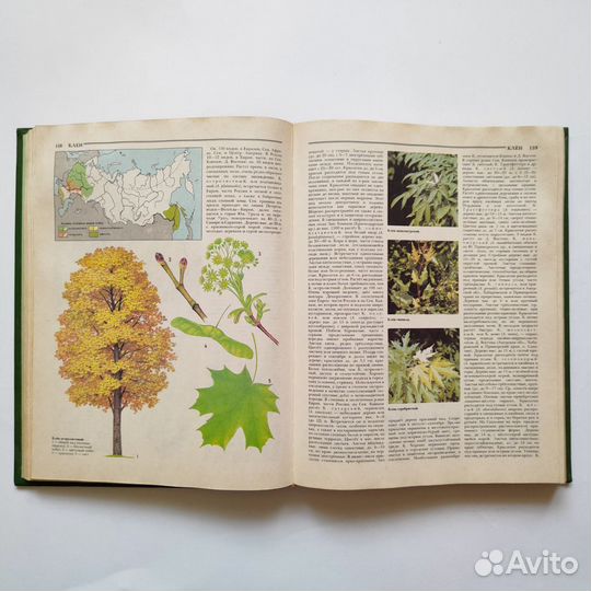 Книги о природе, растениях, о лесе с красивыми илл