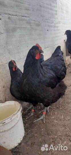 Породистые куры Джерсийский гигант