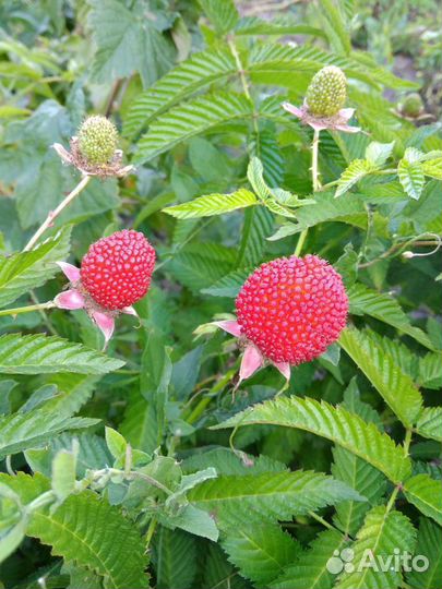 Малина Земляничная Розолистная