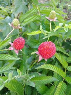 Малина Земляничная Розолистная