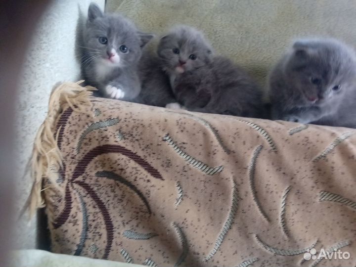 Вислоухие котята