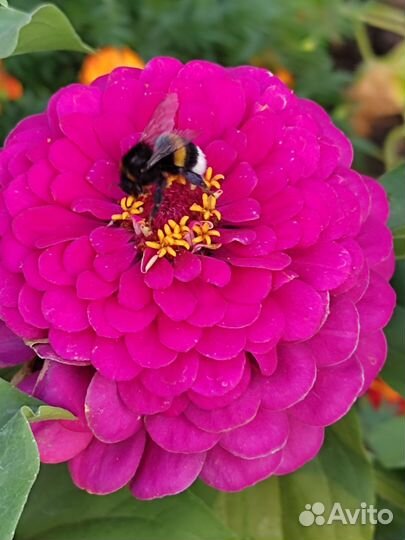 Семена цинии