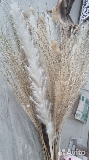 Цветы сухоцветы