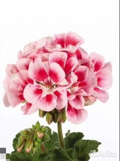 Пеларгония герань сортовая