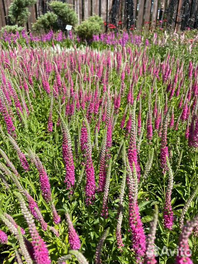 Навоз готовый,чернозем черный ЗИЛ 6Т,камаз 15т,газ