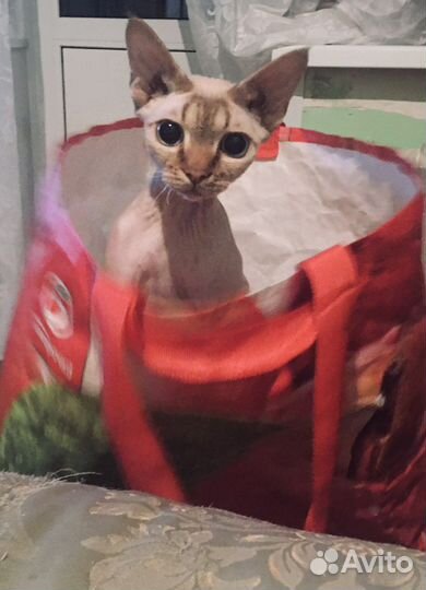 Девон-рекс вязка