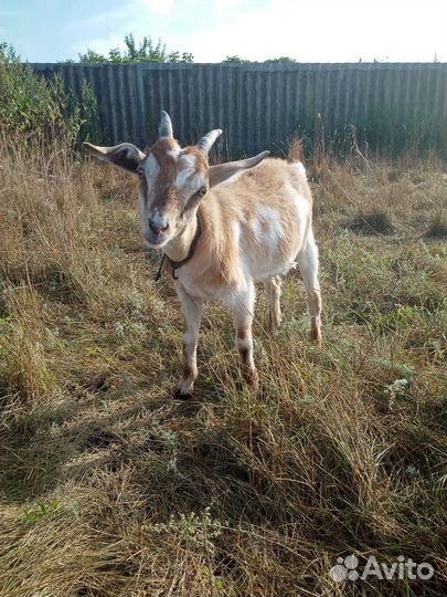 Козлята