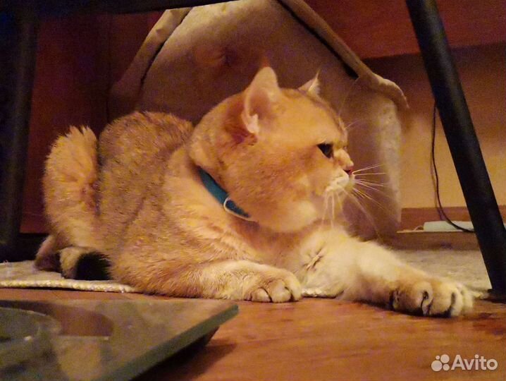 Шотландский кот вязка