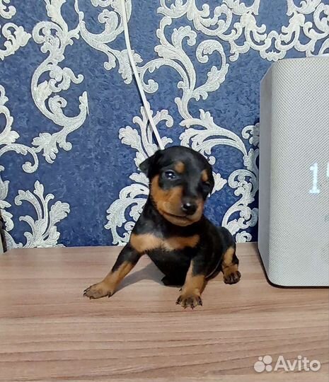 Цвергпинчер