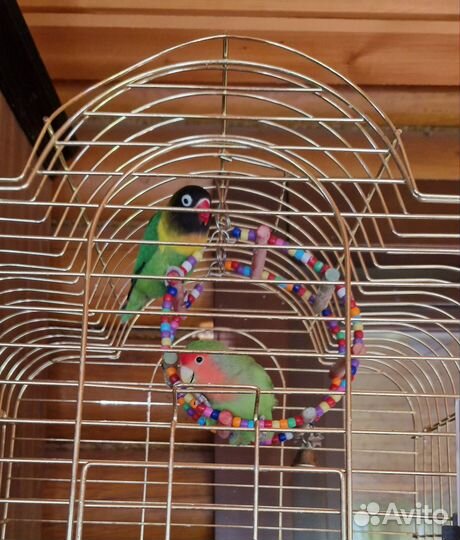 Попугай неразлучники с клеткой