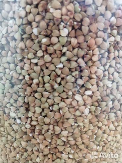 Гречка зелёная Алтайская, экологически чистая