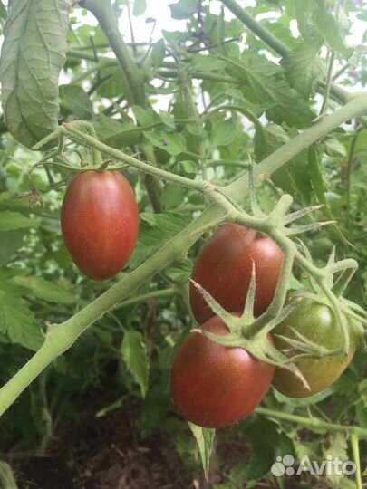 Помидор