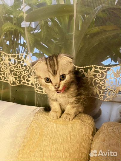 Шотландская