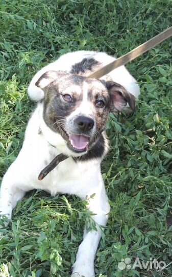 Балу отличный охранник для вашего дома