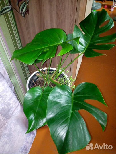 Бегония глуар, эпипремнум, Санса, монстера