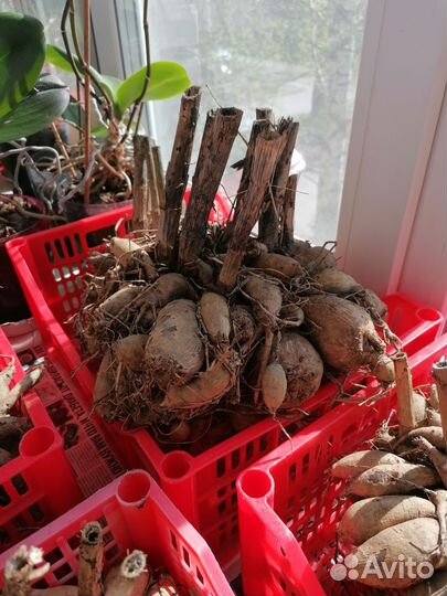 Цветы для дачи, корни георгины