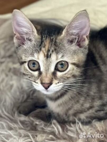 Котята в добрые руки бесплатно