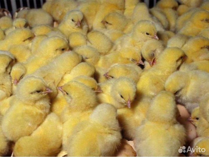 Инкубационное яйцо бройлера