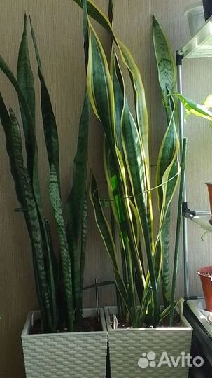 Сансевиерия зебрина и щучий хвост(тещин язык)