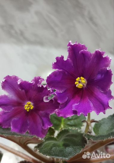 Детки сортовых фиалок