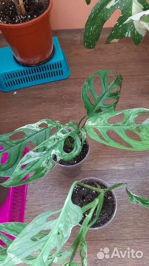 Монстера вариегатная Индо Минт