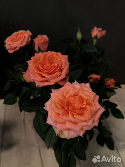 Роза в горшке,комнатные цветы