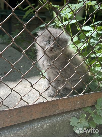Кошки в добрые руки бесплатно