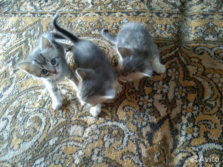 Котята отдам бесплатно