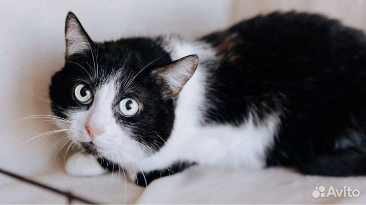 Белянка ищет дом