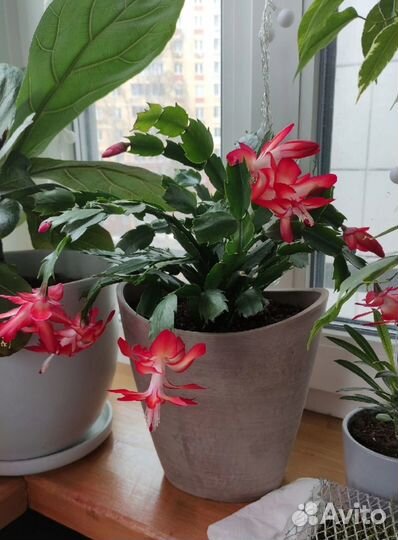 Декабрист /шлюмбергера