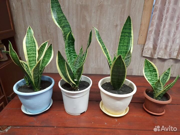 Комнатные цветы