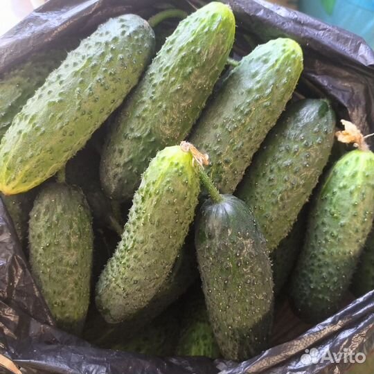 Огурцы свежие домашние