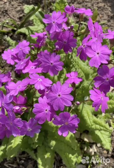 Многолетники для сада