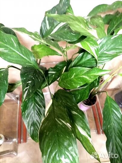 Спатифиллум Даймонд(Бриллиант)