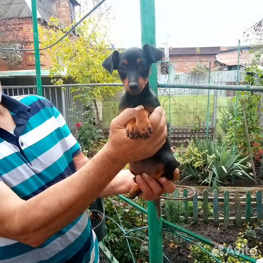 Щенки цвергпинчера