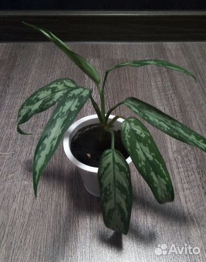 Комнатные цветы: бегония, традесканция фиолетовая