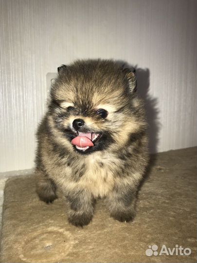 Померанский шпиц