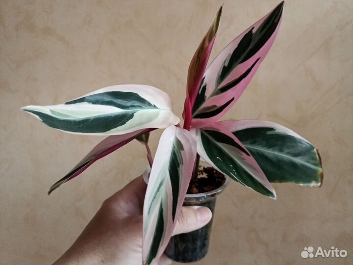 Комнатные цветы