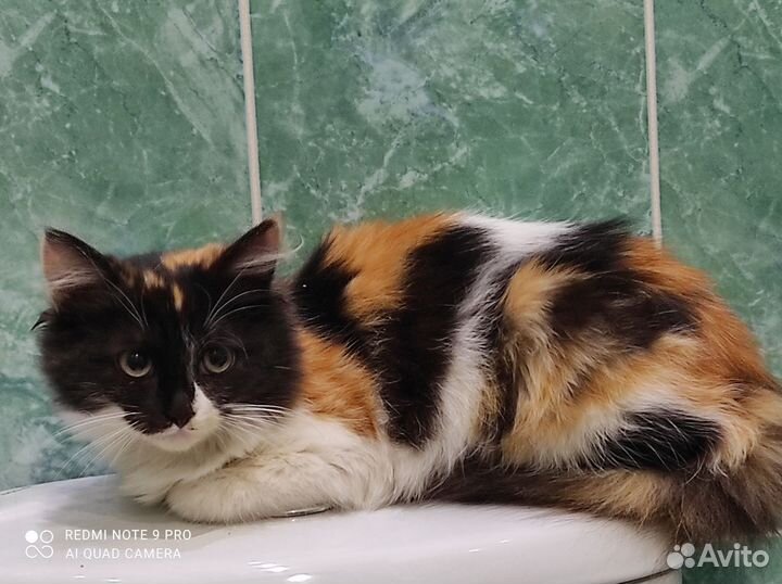 Котёнок девочка трёхцветная