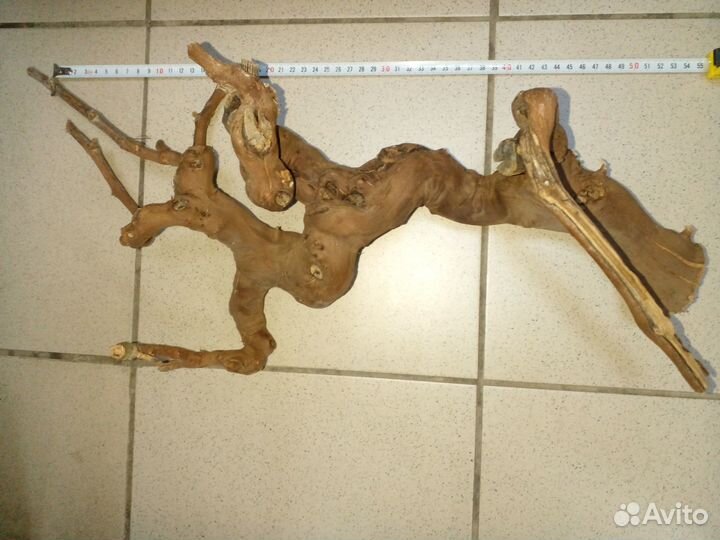 Коряга мангровая