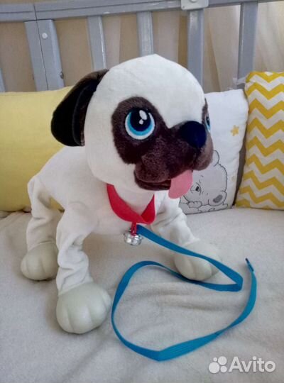 Собака-шогачка