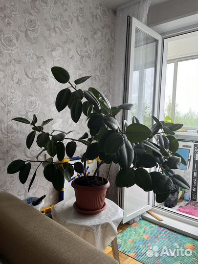 Фикус
