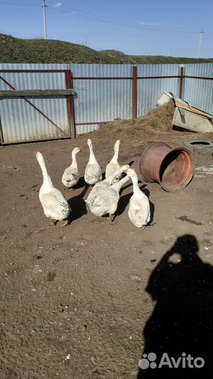 Гусь на племя