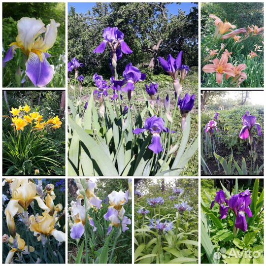 Ирисы и лилейники