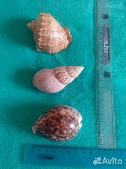 Ракушки морские большие