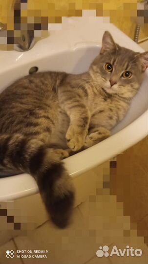 Котик-подросток