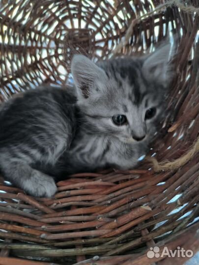 Кошки в добрые руки бесплатно