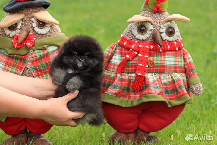 Собака