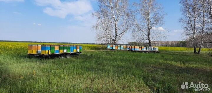 Мед цветочный свежий с доставкой 2024